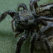 Annoying Jumping Spider (Phidippus vexans Edwards, 2004).