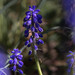 Muscari armeniacum AKA Grape Hyacinth-Enhanced-NR.jpg
