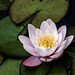 Water Lily_4587