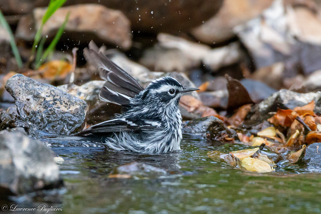 Black-and-white warbler bath time - Garret Mountain Reservation, New Jersey