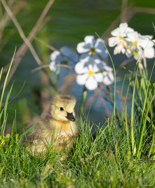 A gosling near some flowers