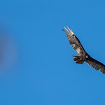 2024-05-04 Horn Pond - Woburn MA (90) May 4, 2024 - Horn Pond, Woburn, Massachusetts - turkey vulture