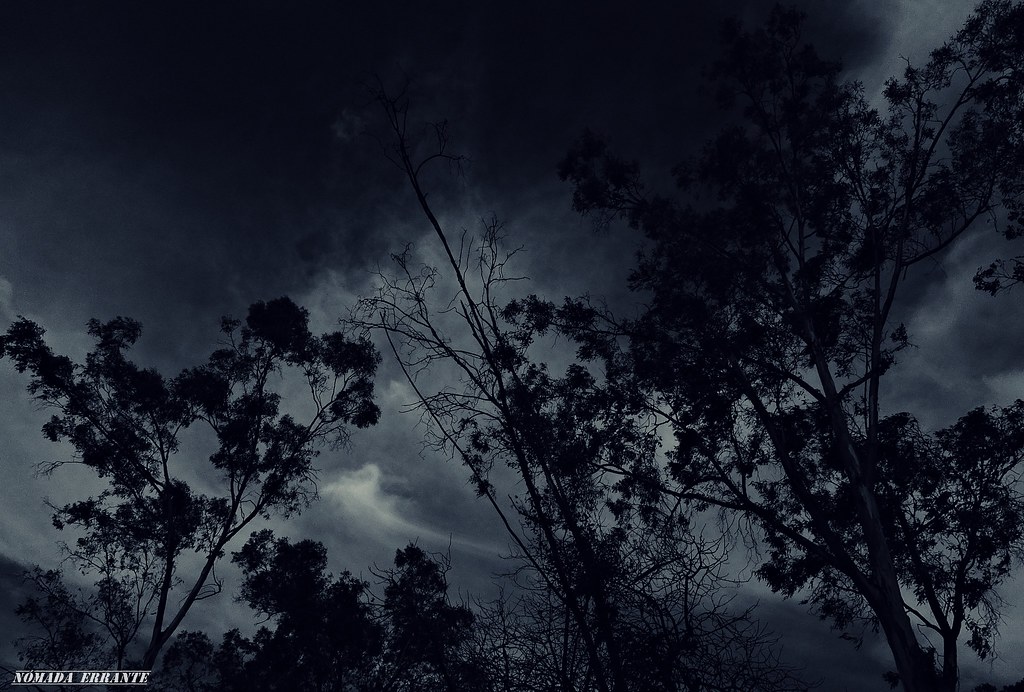 Trees of Darkness