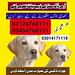Army Dog Center Faisalabad 03124760111