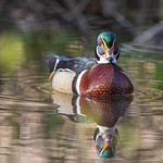 2024-05-04 Horn Pond - Woburn MA (141) May 4, 2024 - Horn Pond, Woburn, Massachusetts - Wood duck