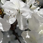 White azaleas 