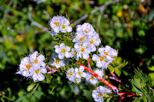 Hawthorn flowers. / Alıç çiçekleri.