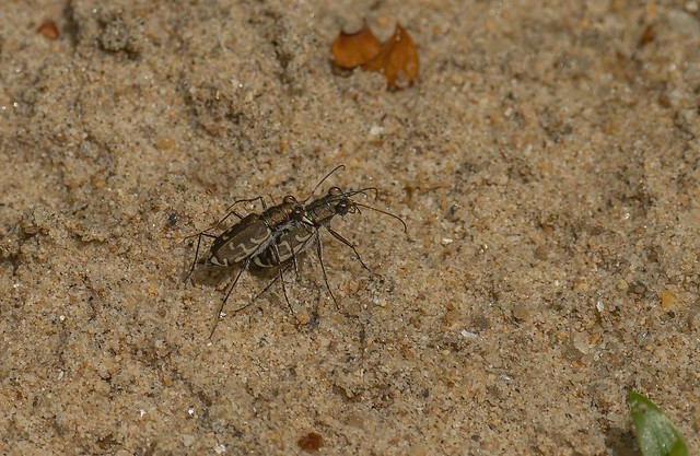 Active Beetles on River Sand