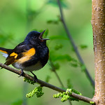 American Redstart Close-up photo of American Restart singing in a tree.