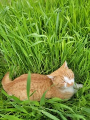 Cat and Grass