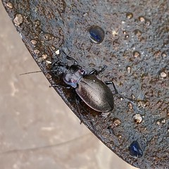 Wood Ground Beetle