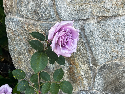 Purple Rose in Beverly Hills 