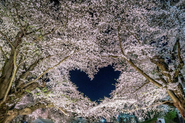 弘前公園 桜のハート (愛心櫻花）
