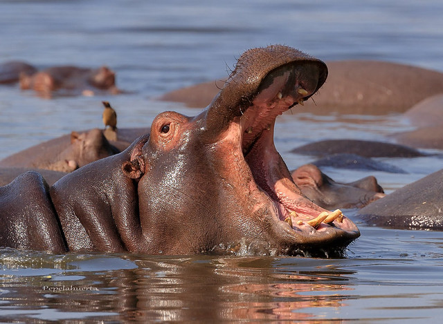 Hipopótamos amphibius
