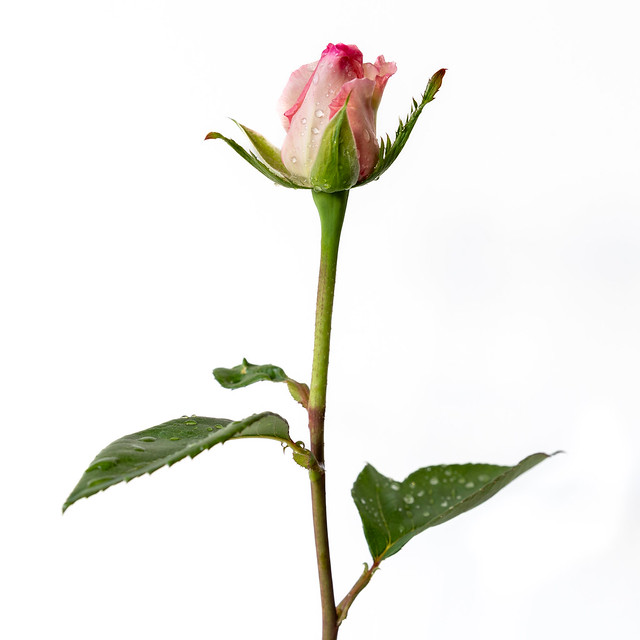 Still Life of Rain Spattered Pink Rose