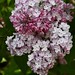 “Lilacs are like the fireworks of spring, bursting with beauty and fragrance.”
