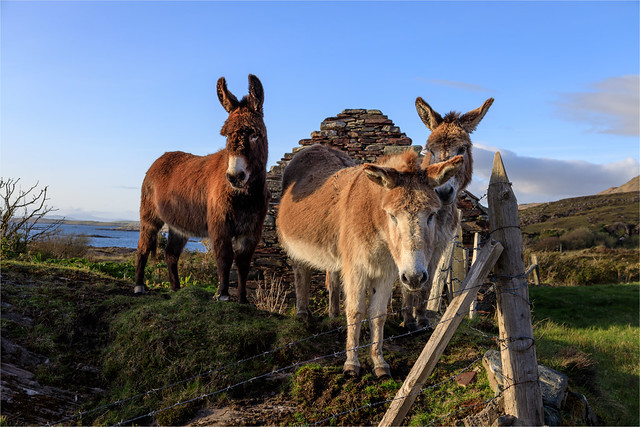 Donkeys in Connemara