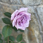 Purple Rose in Beverly Hills 