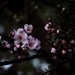 Prunus ’Spidola’