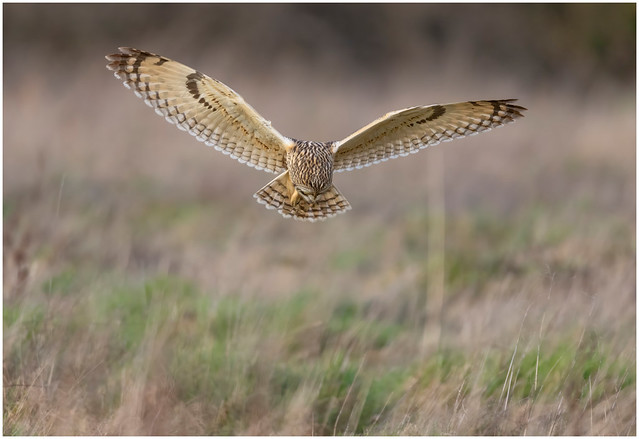 Short Eared Owl - A View To A Kill