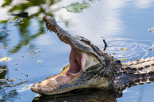 Gator Yawn (1) Open Wide - I am not sure if this was a yawn or a threat to another gator that was heading it&#039;s way.  Either way it made for a cool shot. Lettuce Lake Park
