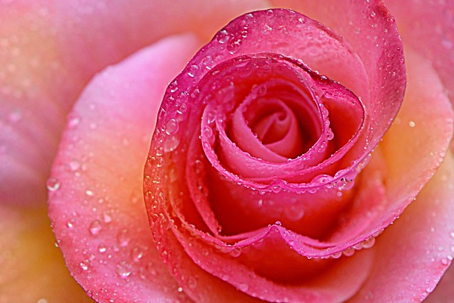 277. Pink Rose