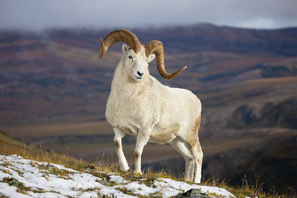 Dall Sheep Ram Stepping Up, Denali National Park