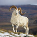 Dall Sheep Ram Stepping Up, Denali National Park