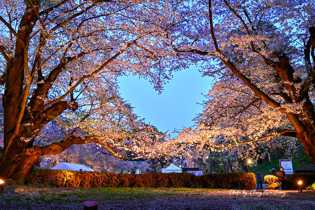 弘前公園 桜のハート
