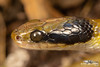 Crotaphopeltis hotamboeia - Herald Snake