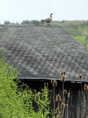 Geese on the roof
