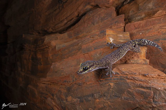 Western marbled velvet gecko