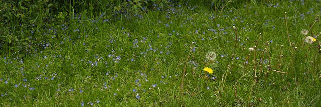Speedwell and Dandelions