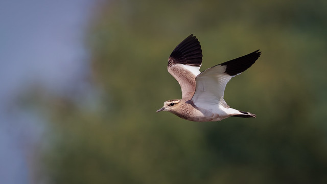 A Sociable Lapwing in flight over paddyfields