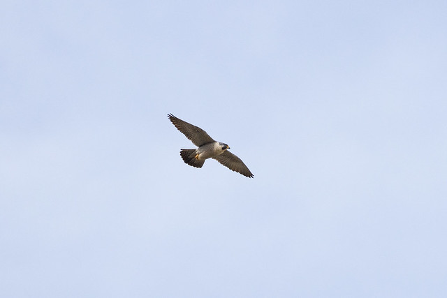 Peregrine falcon (Falco peregrinus) in flight