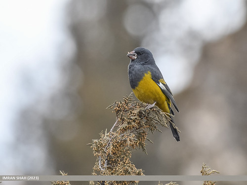 White-winged Grosbeak (Mycerobas carnipes) | by gilgit2