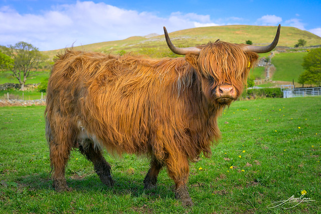 Highland Cows, Pant Hwfa Farm, Llanllechid, Snowdonia