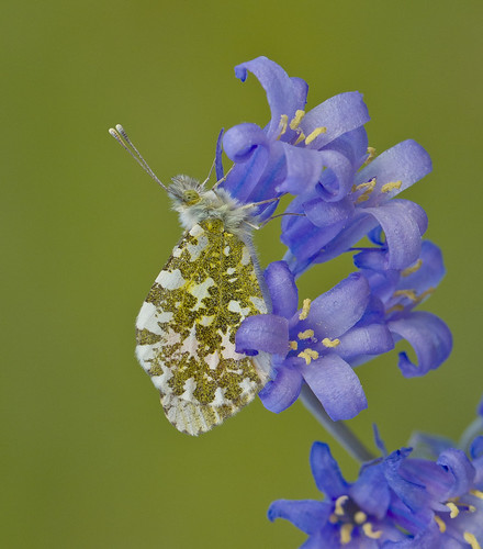Orange - tip | by Ivan Lynas Nature Photography