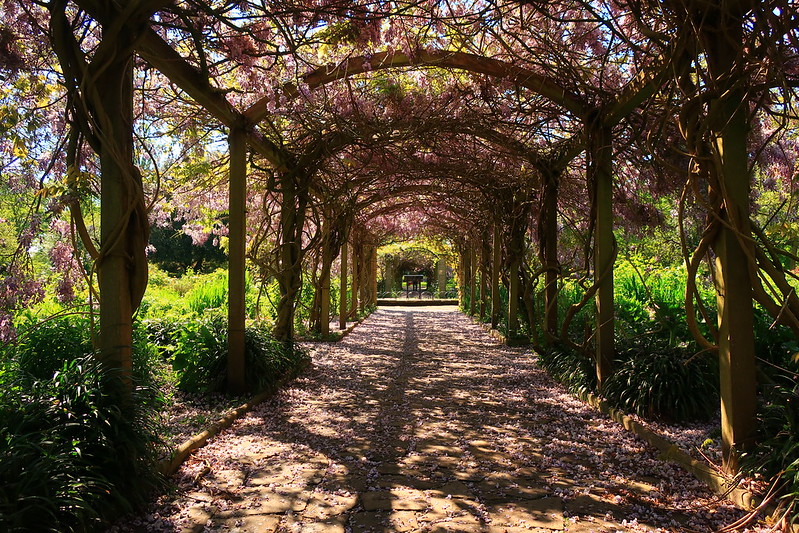 Wisteria at the Sexby Garden, Peckham Rye Park