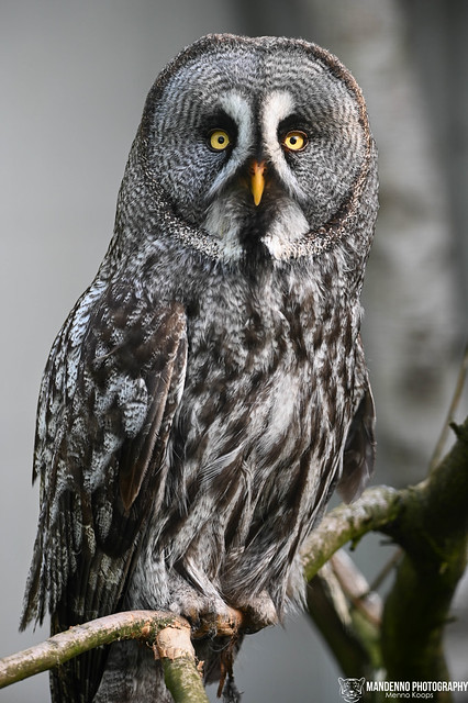 Great grey owl - Wildpark Luneburger Heide