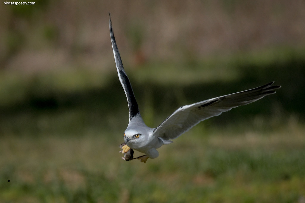 Black-shouldered Kite: Fast food Takeaway