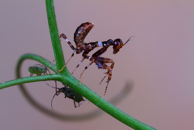 Nymph and aphids