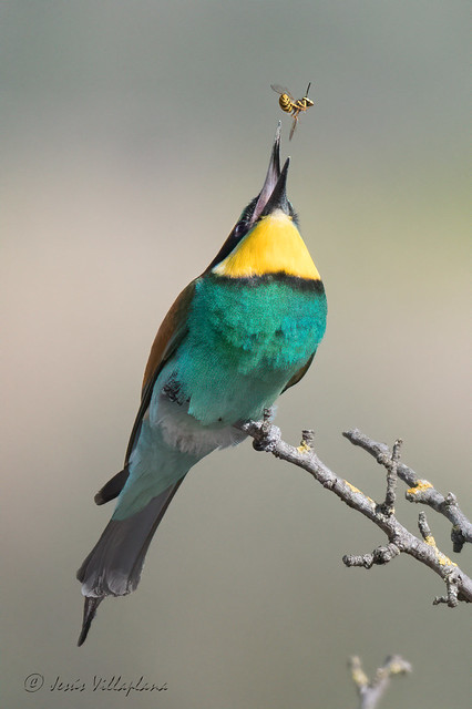 Abellerol/Abejaruco europeo/European Bee-eater (Merops apiaster)