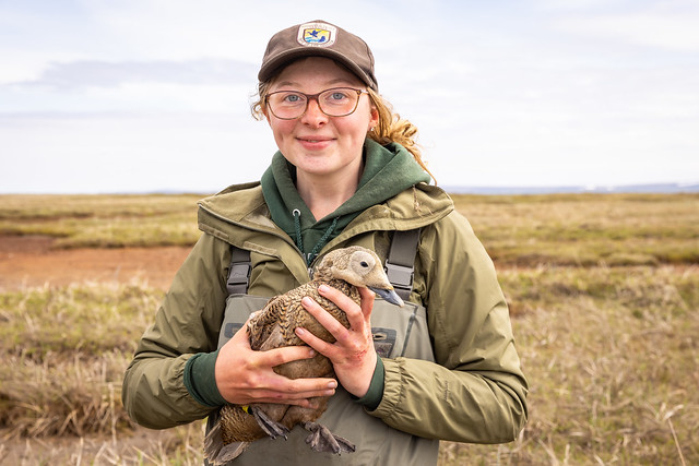Biologist holding a female spectacled eider.