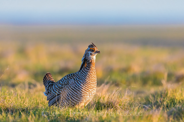 Greater Prairie-Chicken on Lek in South Dakota