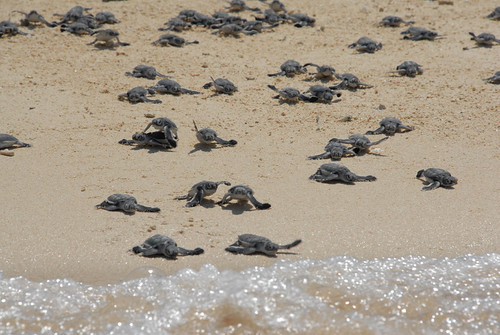 Turtle1