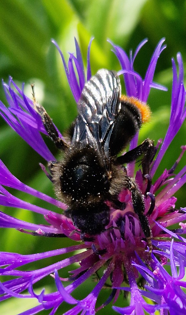 Rotschwarze Kuckuckshummel (Bombus rupestris) | Rotschwarze … | Flickr