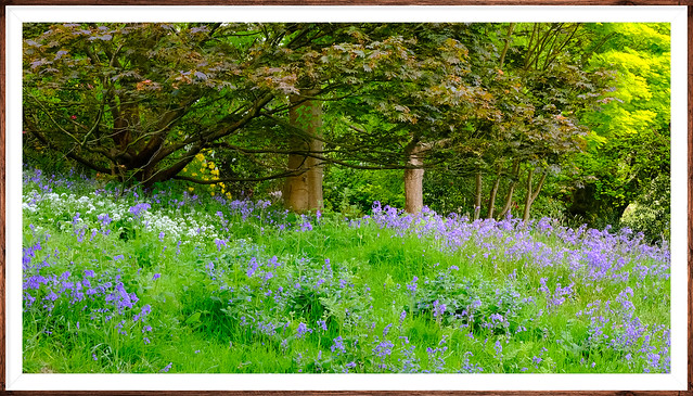Woodland Flowers @ Emmetts NT Garden Kent