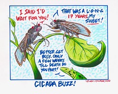 Cicada Buzz