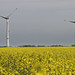 Wind energy (electric) generators meet biological energy (oil seed) production